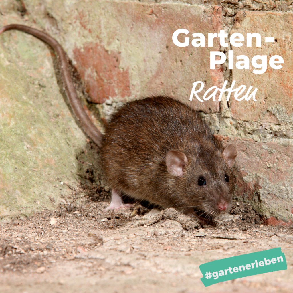 Gartenplage Ratten Im Garten Bonafleur De