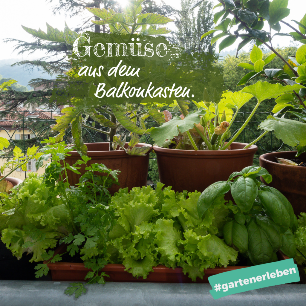 Eigenes Gemüse aus dem Balkonkasten Bonafleur.de