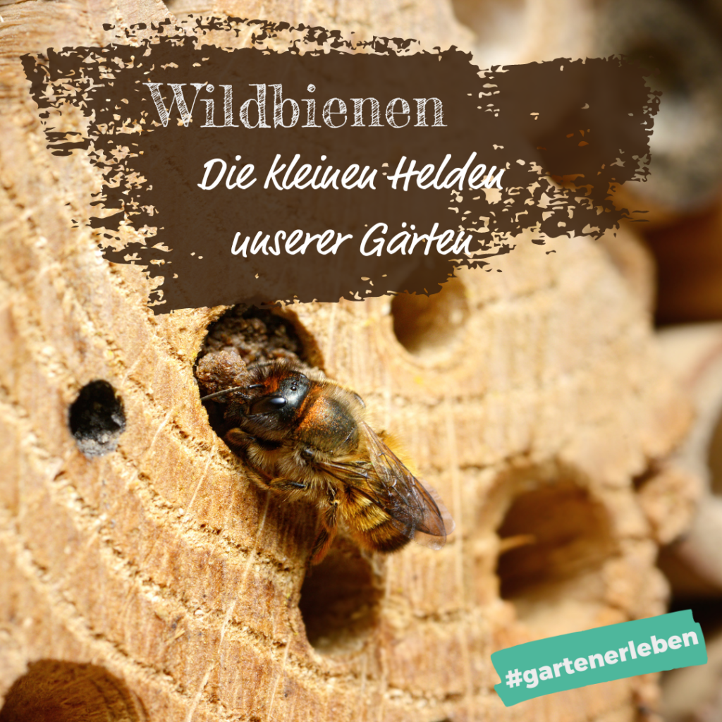 Wildbienen Die kleinen Helden unserer Gärten Bonafleur.de