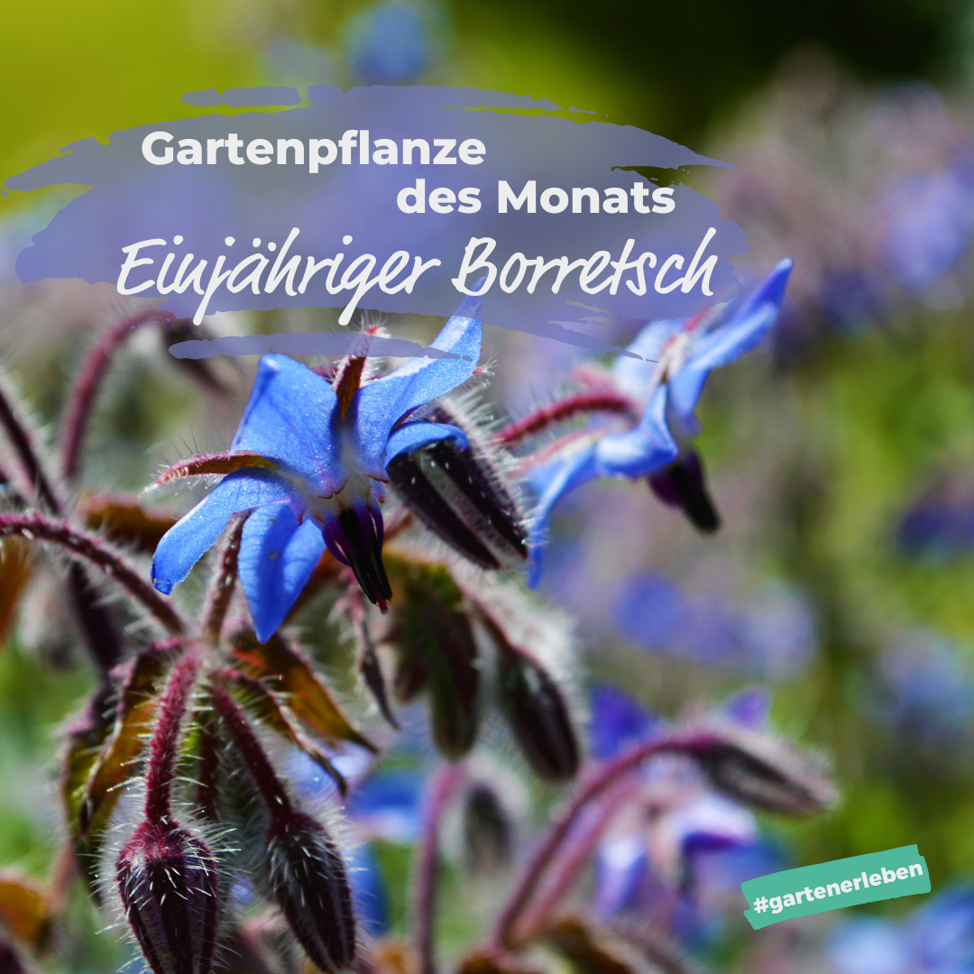Gartenpflanze des Monats der Borretsch