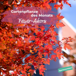 Gartenpflanze des Monats der Feuer Ahorn