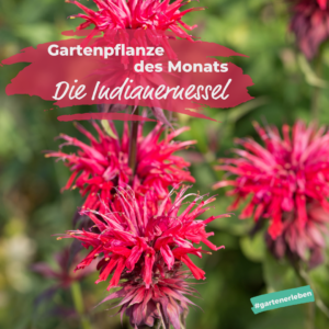 Gartenpflanze des Monats der Indianernessel