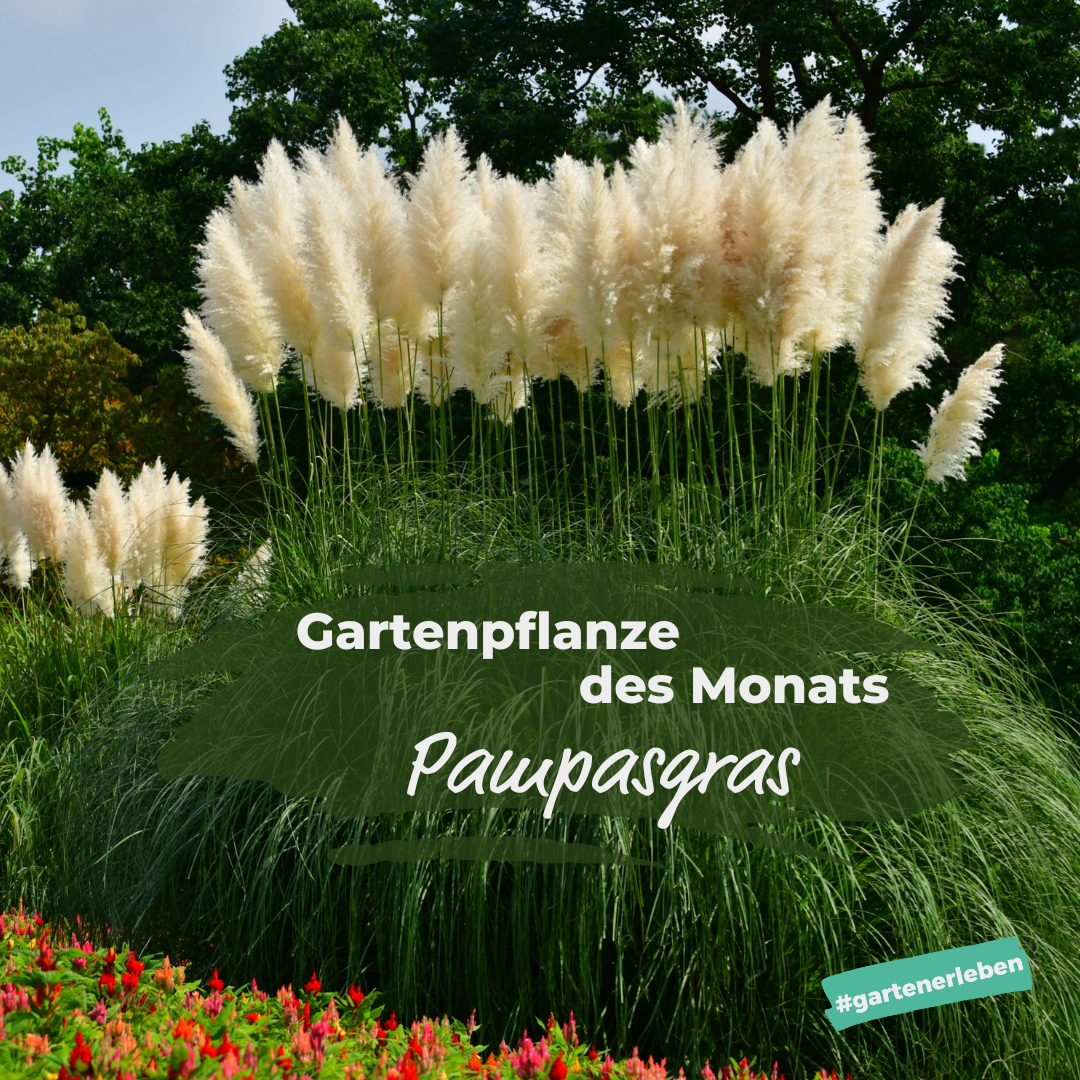 Gartenpflanze des Monats der Pampasgras