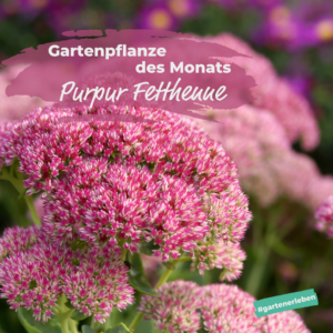 Gartenpflanze des Monats der Purpur Fetthenne