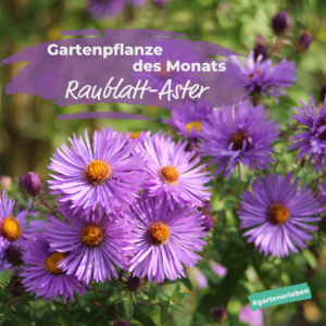 Gartenpflanze des Monats der Raublatt Aster