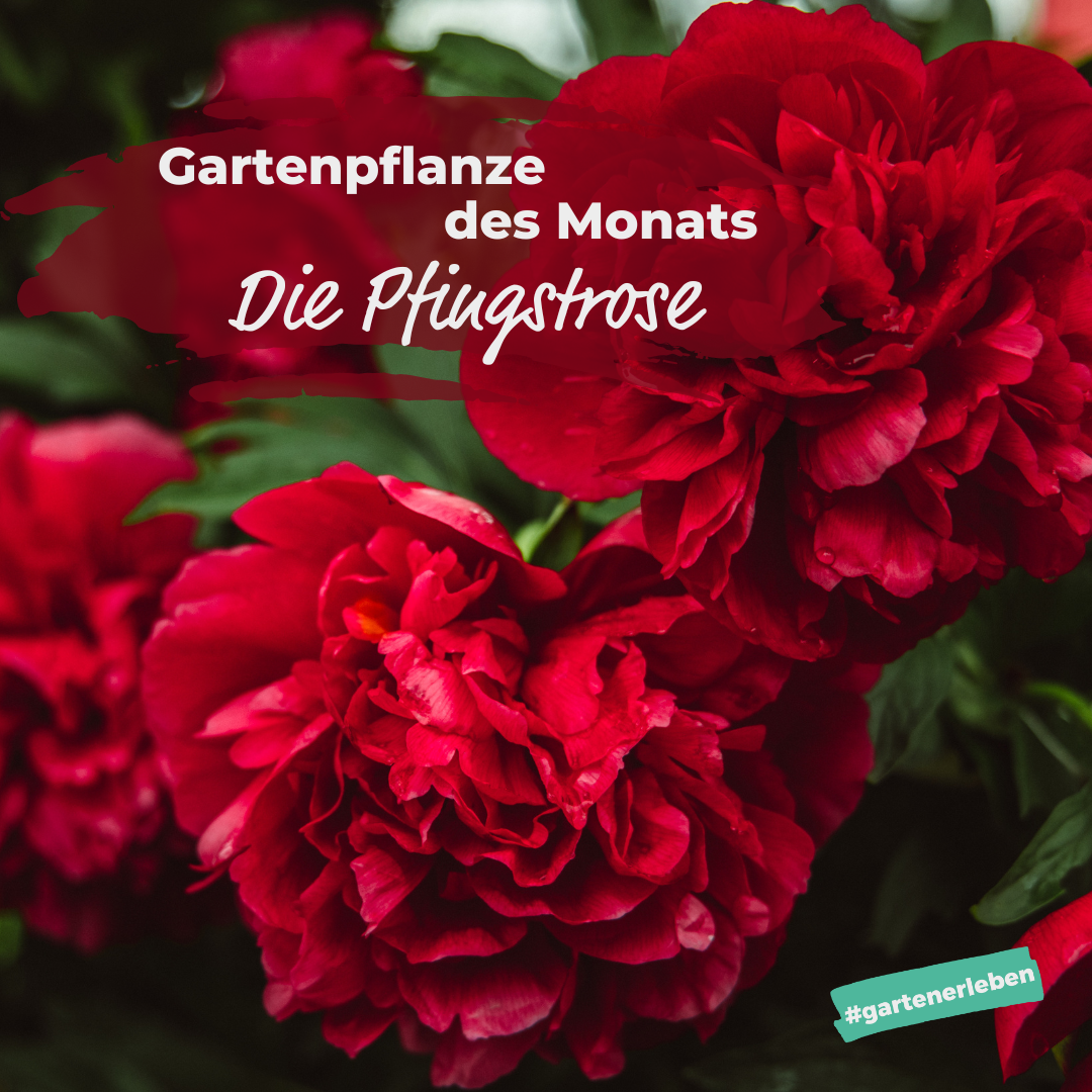 Gartenpflanze des Monats die Pfingstrose