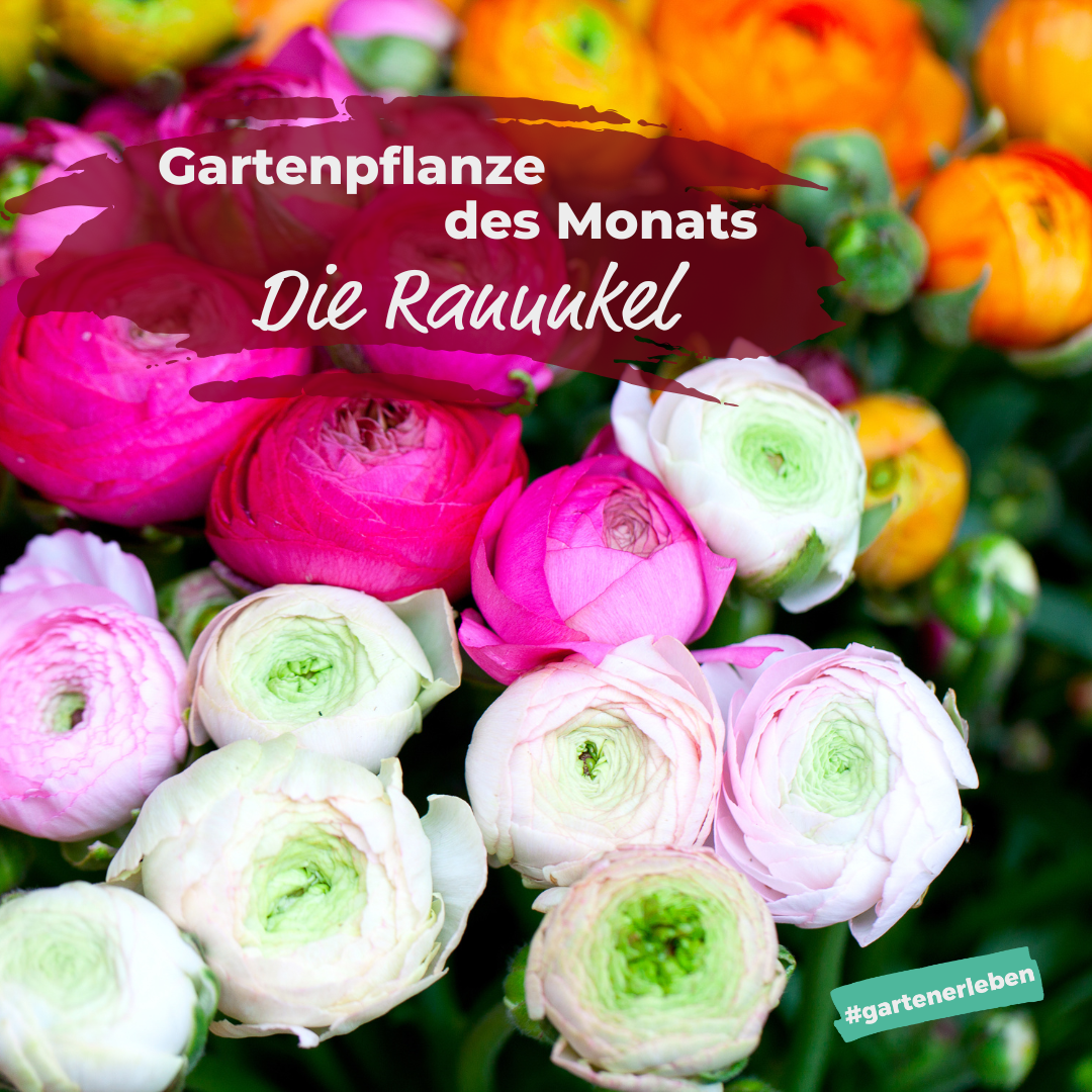 Gartenpflanze des Monats die Ranunkel