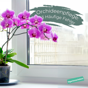 Orchideenpflege