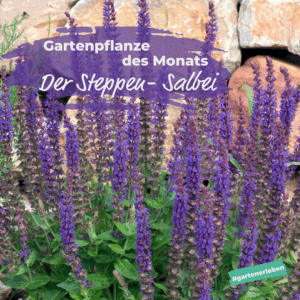 Gartenpflanze des Monats der Steppen Salbei