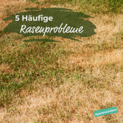Die 5 häufigsten Rasenprobleme