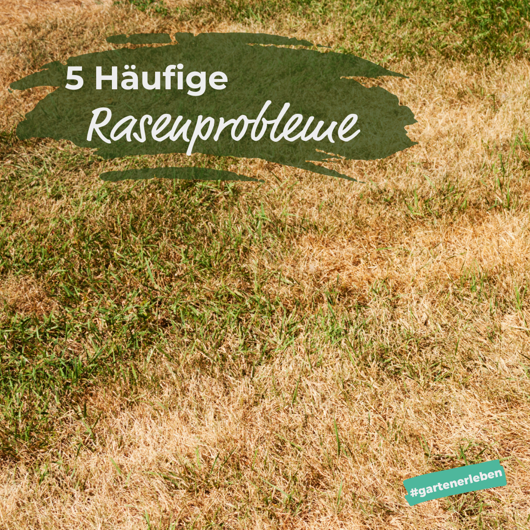 Haeufige Rasenprobleme