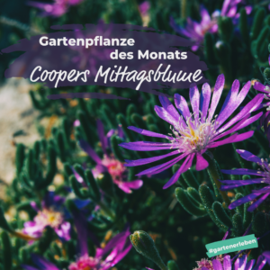 Gartenpflanze des Monats Coopers Mittagsblume