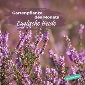 Gartenpflanze des Monats Englische Heide