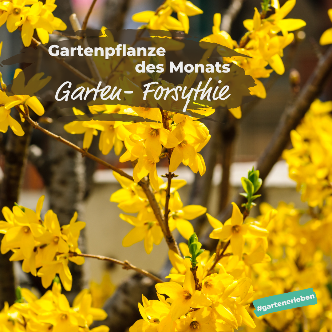 Gartenpflanze des Monats Garten Forsythie