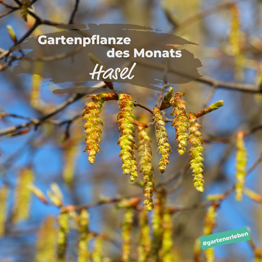 Gartenpflanze des Monats Hasel