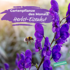 Gartenpflanze des Monats Herbsteisenhut