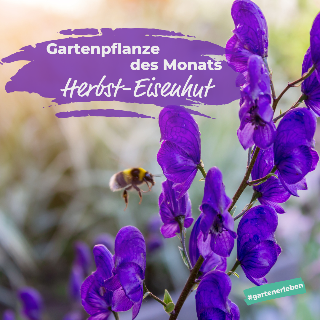 Gartenpflanze des Monats Herbsteisenhut