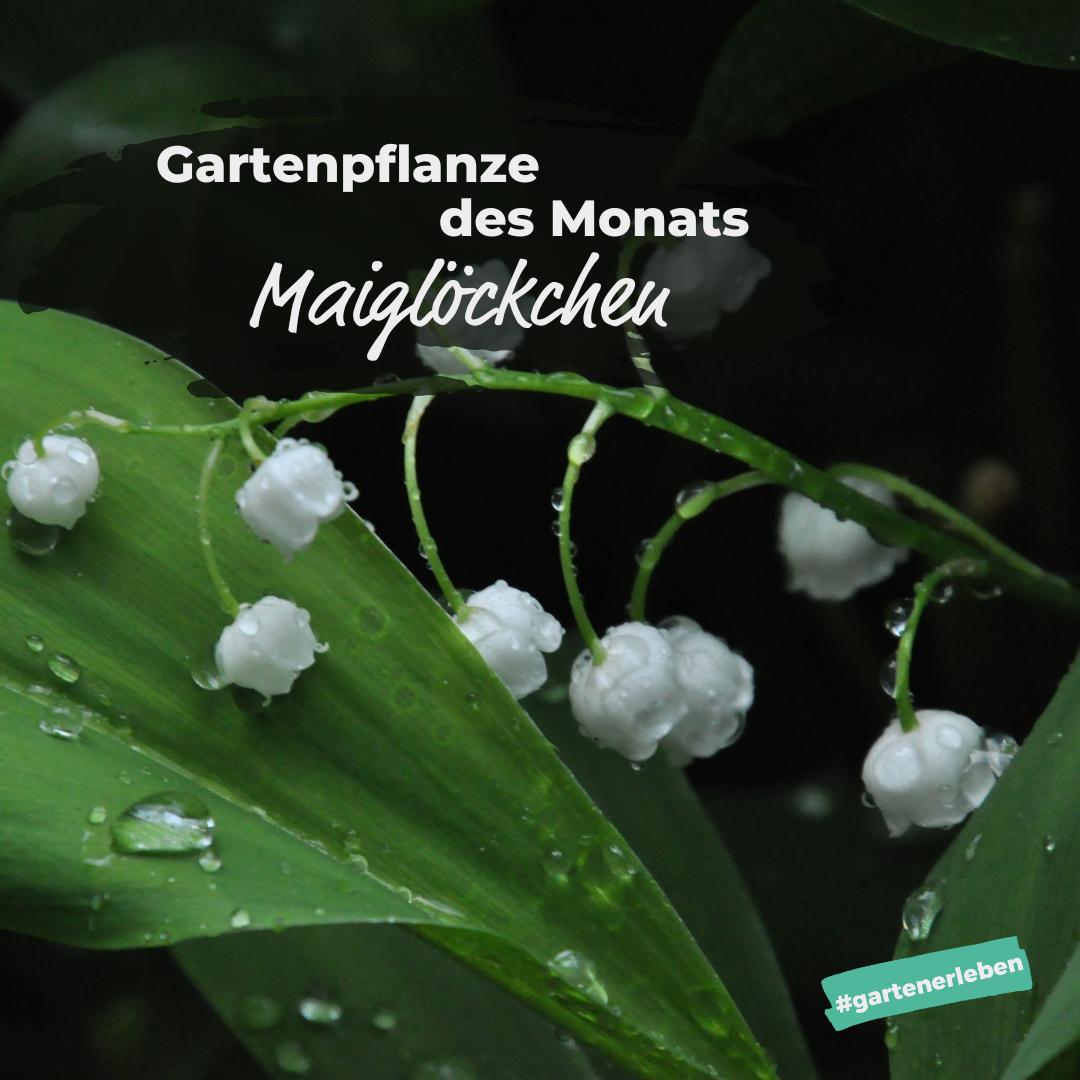 Gartenpflanze des Monats Maigloeckchen