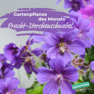 Gartenpflanze des Monats Pracht Storchenschnabel