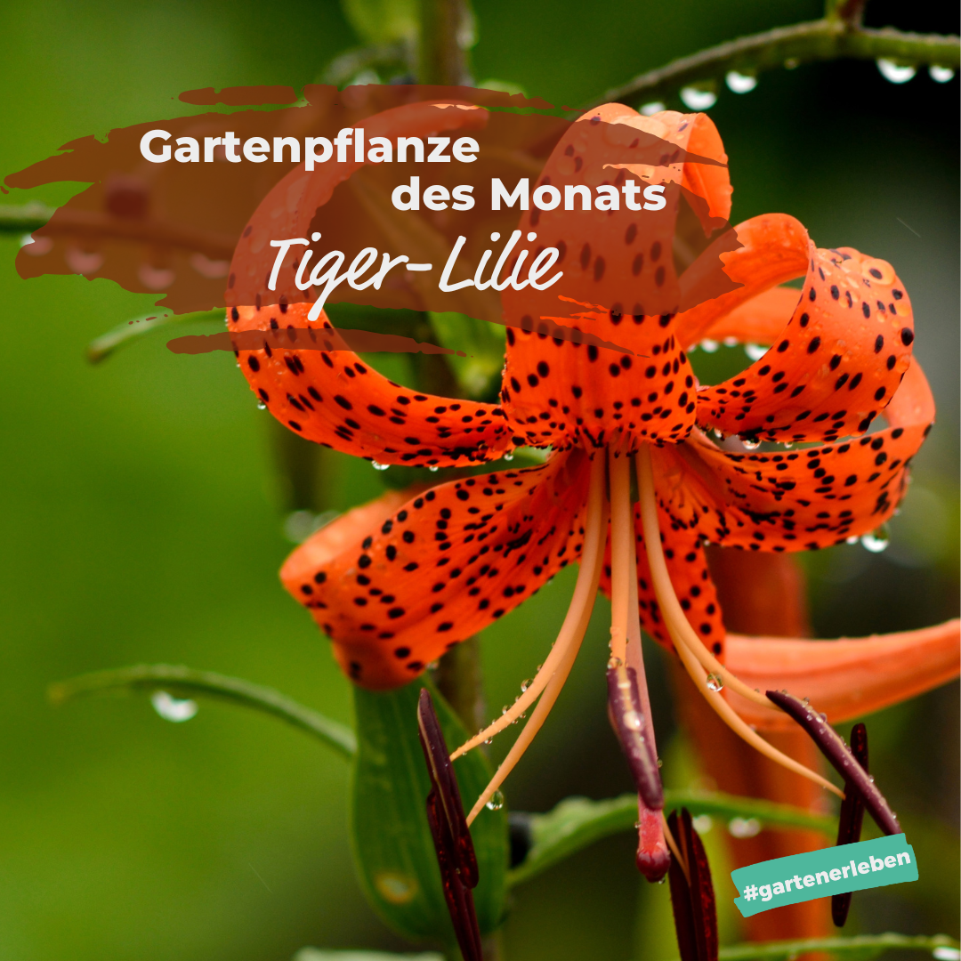 Gartenpflanze des Monats Tiger Lilie