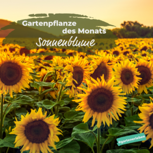 Gartenpflanze des Monats der Purpur Fetthenne