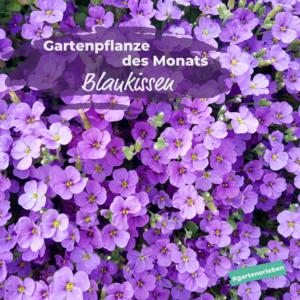 Gartenpflanze des Monats die Ranunkel