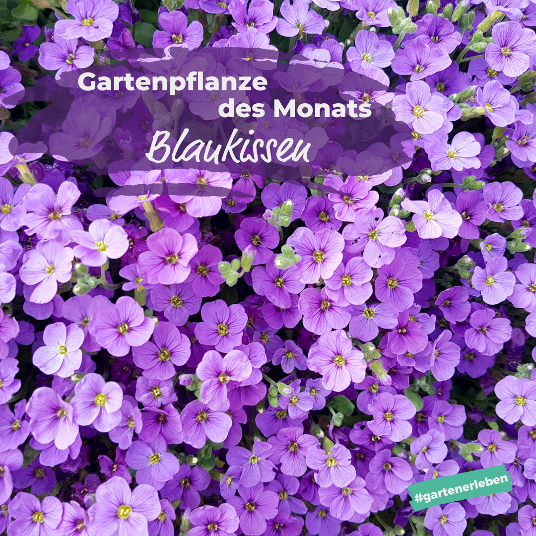 Gartenpflanze des Monats die Ranunkel