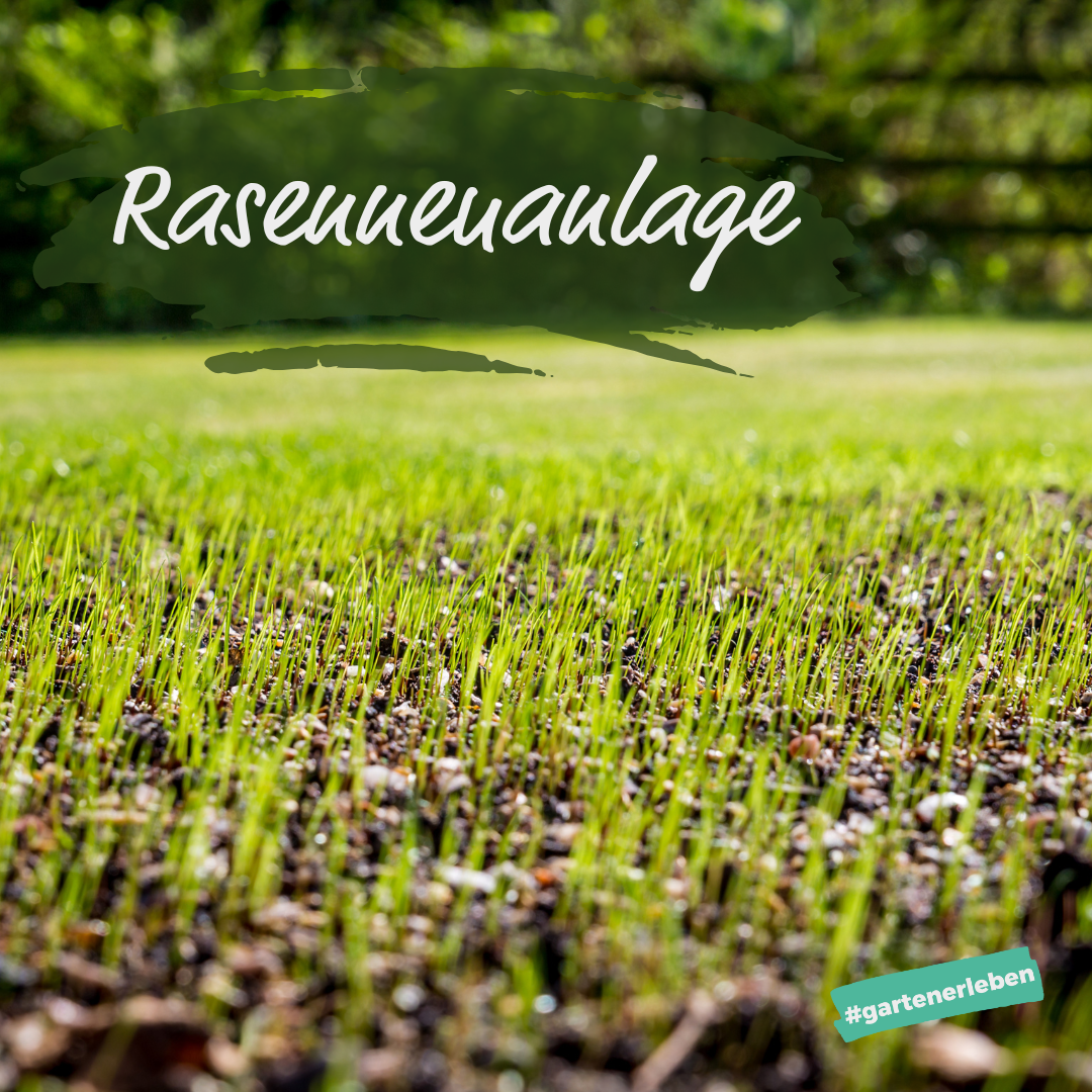 Rasenneuanlage